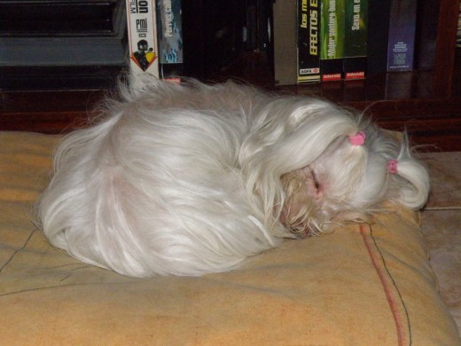 IRIS ADORMILADA -YA ENPIEZA A DORMIR MAS POR LA ADAD IRIS ADORMILADA -YA ENPIEZA A DORMIR MAS POR LA ADAD